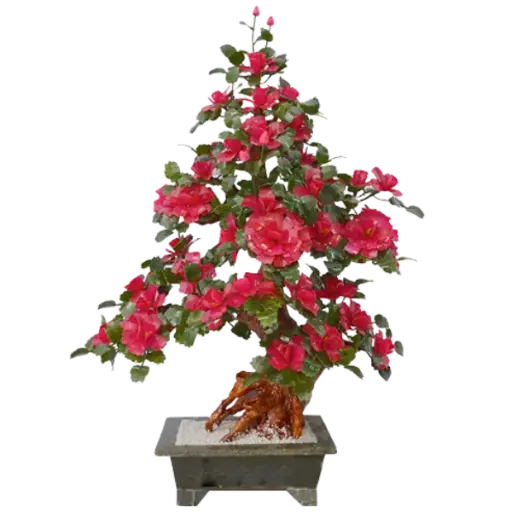 [ADA.T02.009] Bonsai Mẫu Đơn đỏ 38 Bông 009
